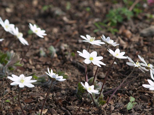 Hepatica trans. Weinreichs Weiße1.JPG